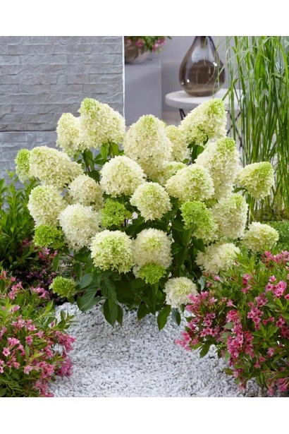 Гортензия метельчатая Скайфолл